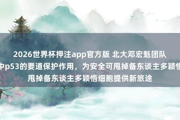 2026世界杯押注app官方版 北大邓宏魁团队发现化学重编程中p53的要道保护作用，为安全可甩掉备东谈主多颖悟细胞提供新旅途
